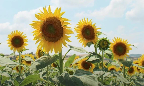 The Art of Seed Selection: A Guide to Choosing the Best Vegetable Seeds