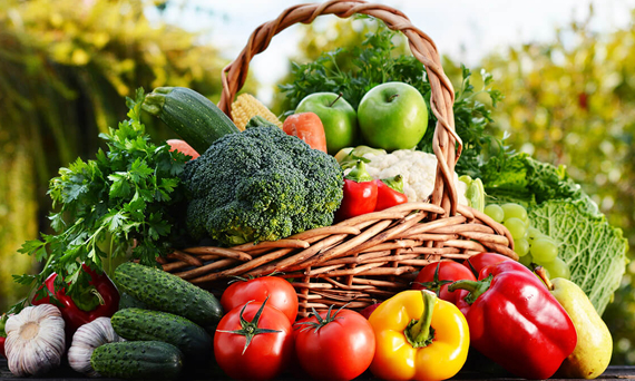 From Seed to Sprout: The Journey of a Vegetable Seed