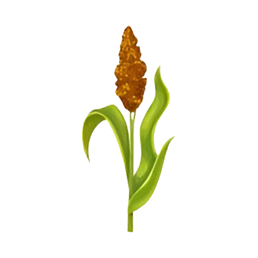 GRAIN SORGHUM