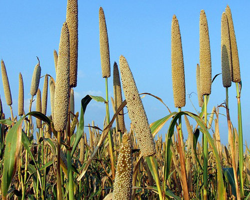 Pearl Millet