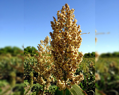 GRAIN SORGHUM