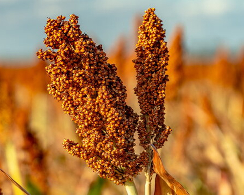 Sorghum Sweet Sudan Grass