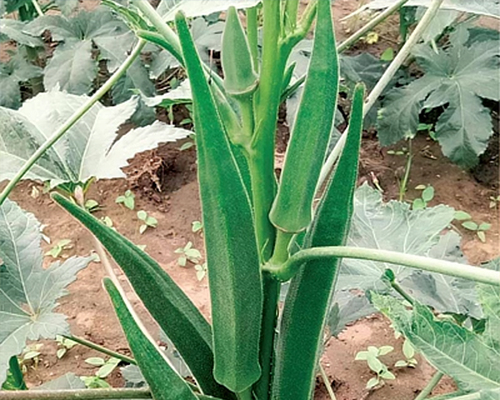 OKRA