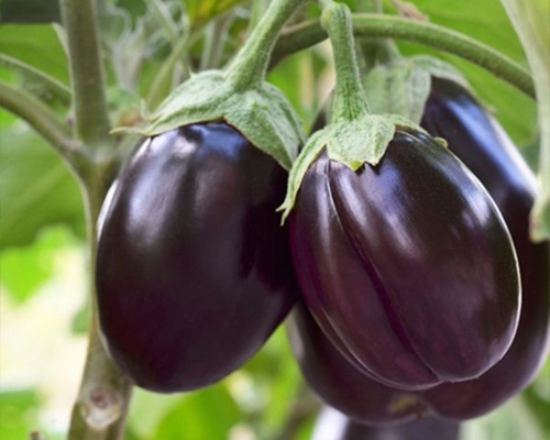 Brinjals (Eggplant)